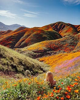 A person sitting among the flowers and changing colors of rolling hills