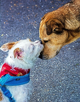 Two doggies touching noses