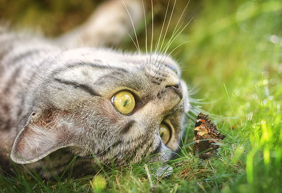 A cat lying upside down curious about a butterfly