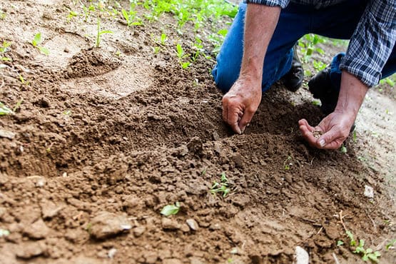 A person planting seeds so he can nurture them through the tough times.