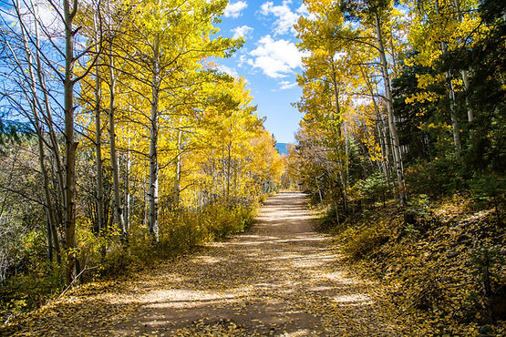 A trail flanked by beautiful colored trees and leading to an open sky