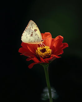 A butterfly landing on a vibrant orange flower