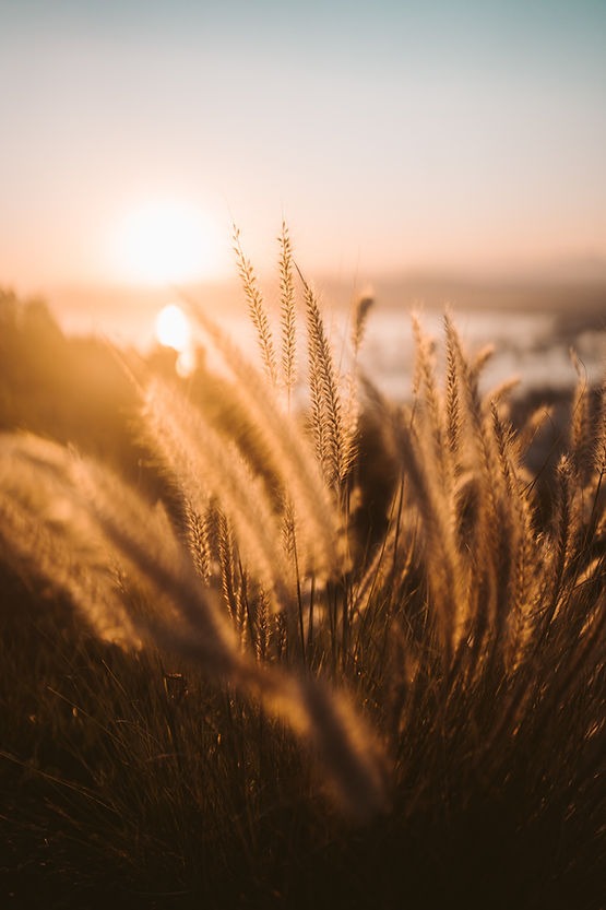 A sunrise shining through the grasses