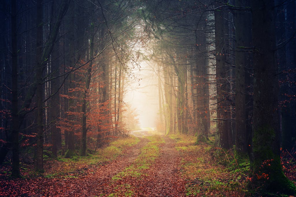Enchanting view of a misty forest pathway during autumn, surrounded by towering trees and colorful leaves.
