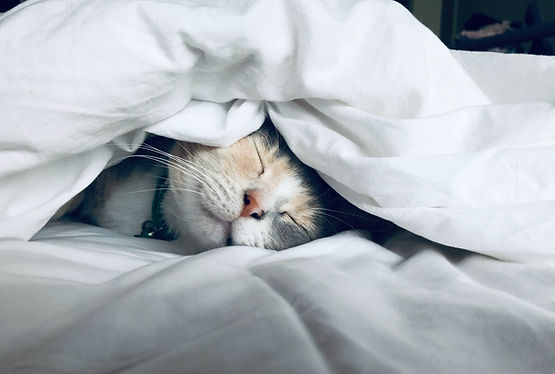 Cat sleeping peacefully under white blankets